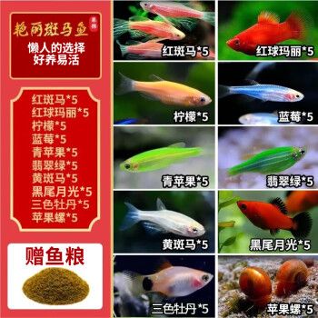 卡奇鱼斑马鱼淡水鱼观赏鱼小型