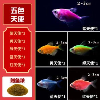 卡奇鱼斑马鱼淡水鱼观赏鱼小型