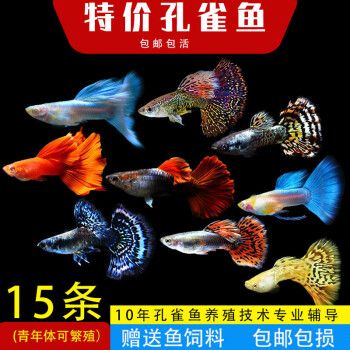 森悠（SARYOR）孔雀鱼纯种观赏鱼小