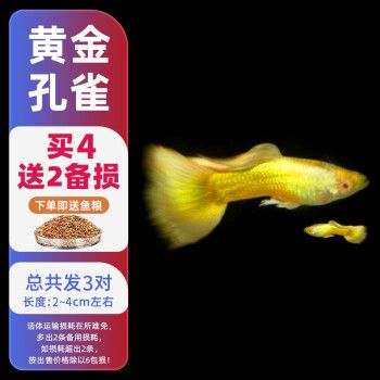 森悠（SARYOR）孔雀鱼纯种观赏鱼小