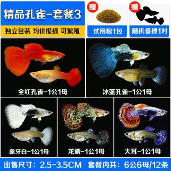 森悠（SARYOR）孔雀鱼纯种观赏鱼小