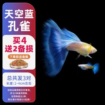 森悠（SARYOR）孔雀鱼纯种观赏鱼小