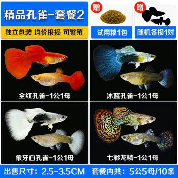 森悠（SARYOR）孔雀鱼纯种观赏鱼小
