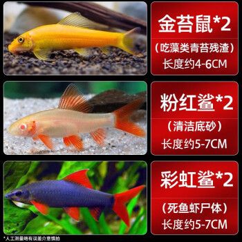 森悠（SARYOR）孔雀鱼纯种观赏鱼小