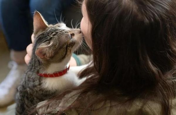 宠物猫技巧训练大全_宠物猫的训练技巧_宠物猫该怎么驯养