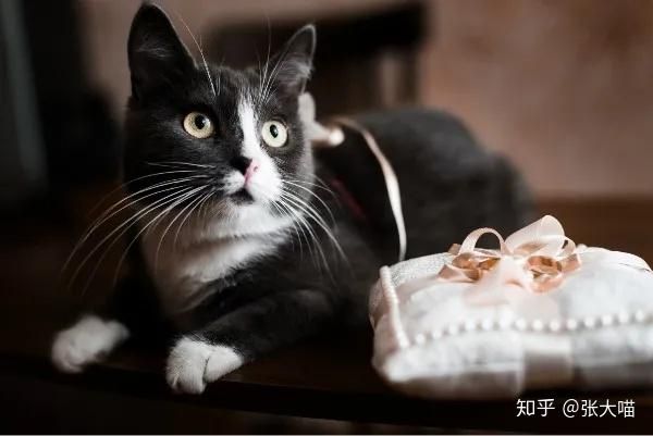 宠物猫技巧训练大全_宠物猫该怎么驯养_宠物猫的训练技巧