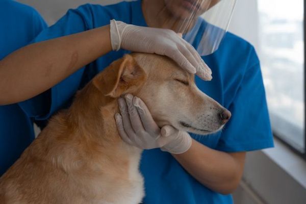 宠物消费呈现个性化高端化社交化，新业态不断涌现插图10