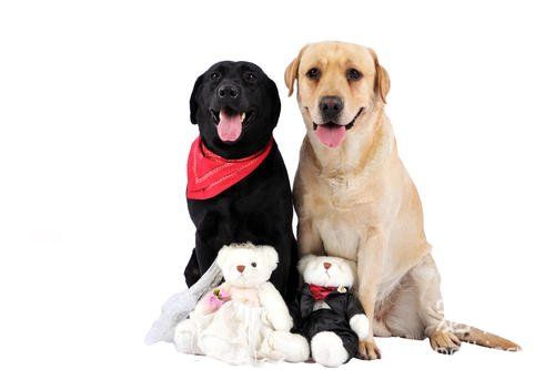 纯种拉布拉多犬如何挑选？送你七个小技巧！