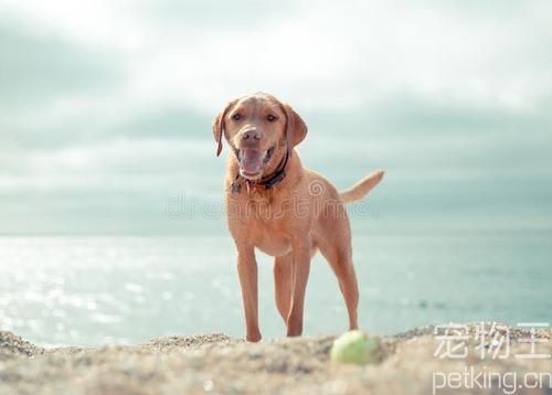 世界工作犬排名前三，拉布拉多能排第几？看完影片，你就知道了