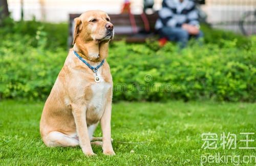 美国人最爱哪种狗狗？拉布拉多犬连续27年夺冠