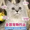 宠旅管家为您的爱宠保驾护航