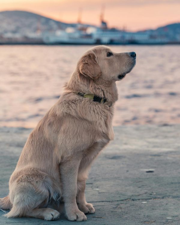 武汉萌宠乐园训犬，专业训练，让宠物成为最佳伙伴
