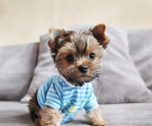 如何让宠物狗狗乖乖听话（从训练方法到生活习惯，教你轻松驯服爱犬）