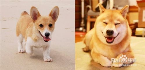 柯基犬和柴犬的区别
