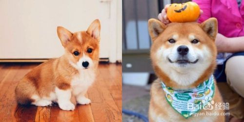 柯基犬和柴犬的区别