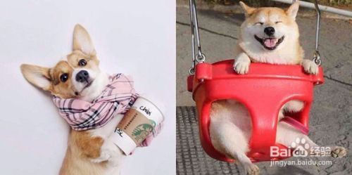 柯基犬和柴犬的区别