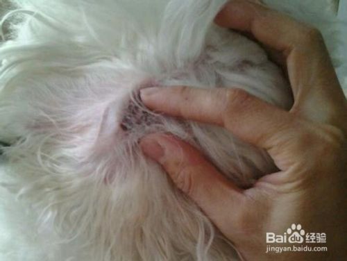 比熊犬怎么拔耳毛？