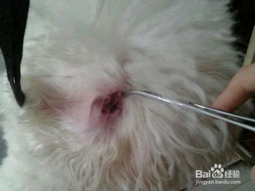 比熊犬怎么拔耳毛？