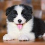 边牧犬边境牧羊犬幼犬活体黑白陨石色边境牧羊犬中型边牧宠物活体