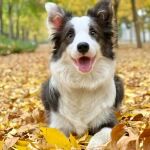 厂家直销纯种双血统边境牧羊犬幼犬活体黑白陨石金边边牧狗宠物狗