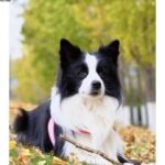 纯种边牧幼犬活体边境牧羊犬中型宠物狗狗黑白陨石金边边牧犬