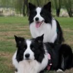 出售纯种边牧幼犬活体黑白双血统聪明边牧纯种金色陨石边境牧羊犬