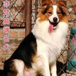 纯种边牧幼犬活体边境牧羊犬陨石边牧双血统边牧三通七白边牧活体