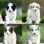 纯种边境牧羊犬幼犬活体出售赛级双血统边牧幼犬三通七白宠物边牧