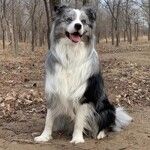 边境牧羊犬陨石边牧幼犬活体纯种七白三通黑白金边中型犬宠物狗狗