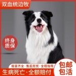 纯种边境牧羊犬幼犬活体出售赛级双血统边牧幼犬三通七白宠物边牧