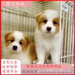 边牧犬金色边境牧羊犬活体幼犬家养放羊狗狗家庭伴侣犬