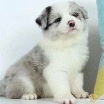 边境牧羊犬陨石边牧幼犬活体纯种七白三通蓝陨石边牧中型犬宠物狗