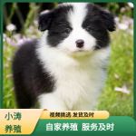 边牧幼犬纯种 边境牧羊犬高智商宠物狗 红棕黑白陨石赛级双血统