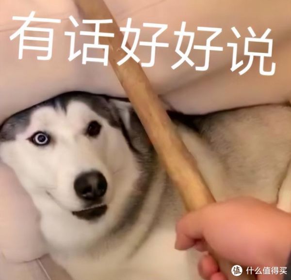 为什么“哈士奇”弃养率居高不下?过来人:这几点遭人嫌!