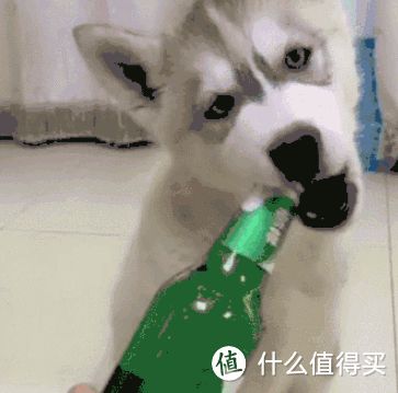为什么“哈士奇”弃养率居高不下?过来人:这几点遭人嫌!