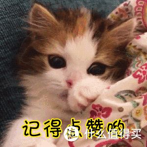 为什么“哈士奇”弃养率居高不下?过来人:这几点遭人嫌!