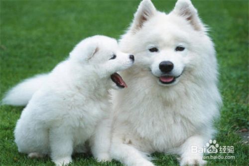 萨摩耶怎么样养