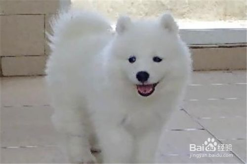 萨摩耶怎么样养