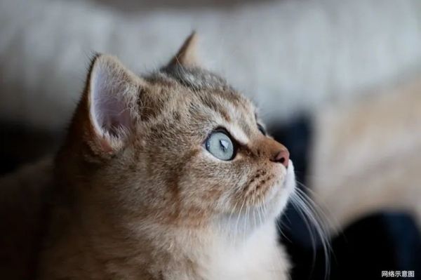 猫咪健康全攻略：有效驱虫三步曲，内外同驱保宠物安全