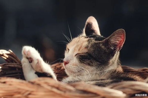 猫咪健康全攻略：有效驱虫三步曲，内外同驱保宠物安全