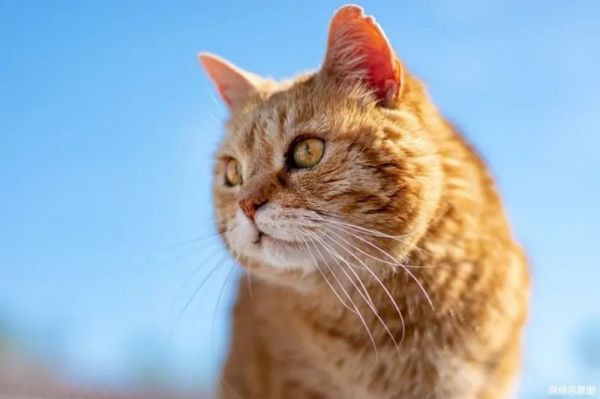 猫咪健康全攻略：有效驱虫三步曲，内外同驱保宠物安全