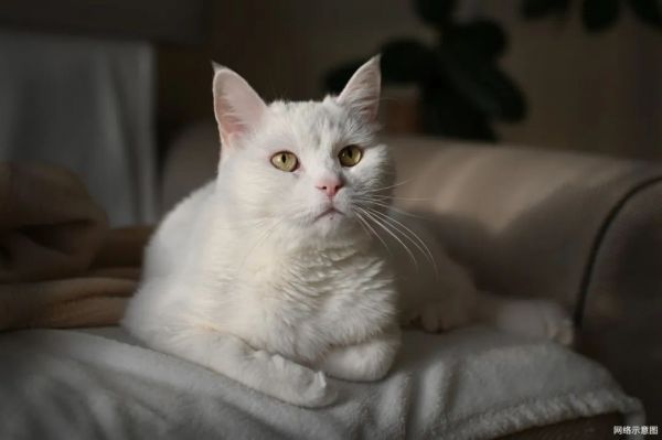 猫咪健康全攻略：有效驱虫三步曲，内外同驱保宠物安全