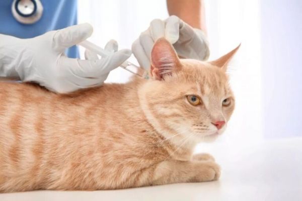 猫咪有这 6 种症状，请立马“驱虫”