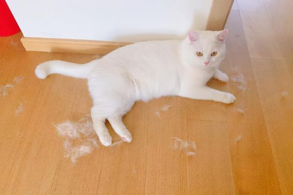 猫咪有这 6 种症状，请立马“驱虫”