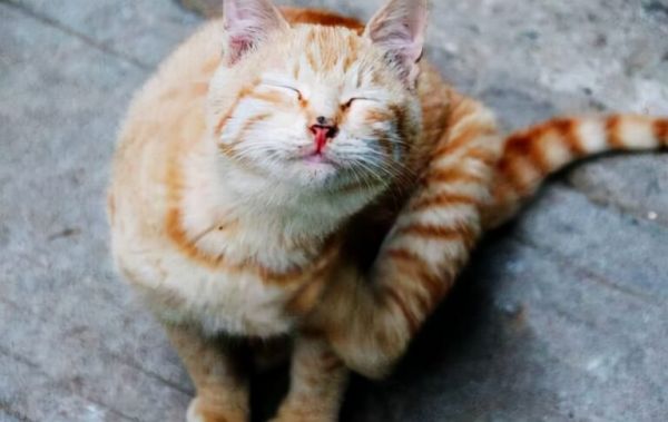 猫咪有这 6 种症状，请立马“驱虫”
