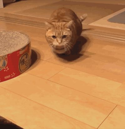 猫咪有这 6 种症状，请立马“驱虫”