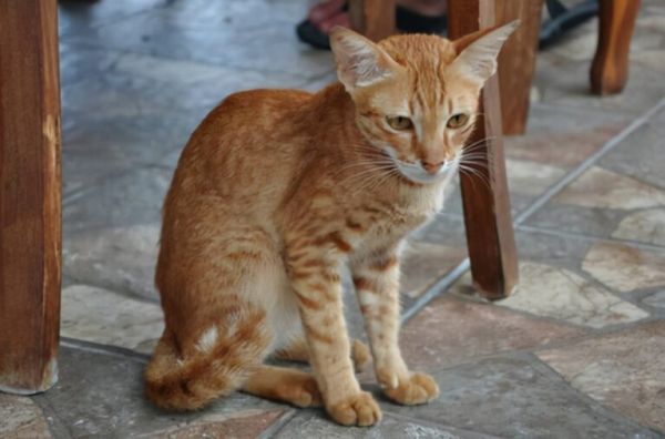 猫咪有这 6 种症状，请立马“驱虫”