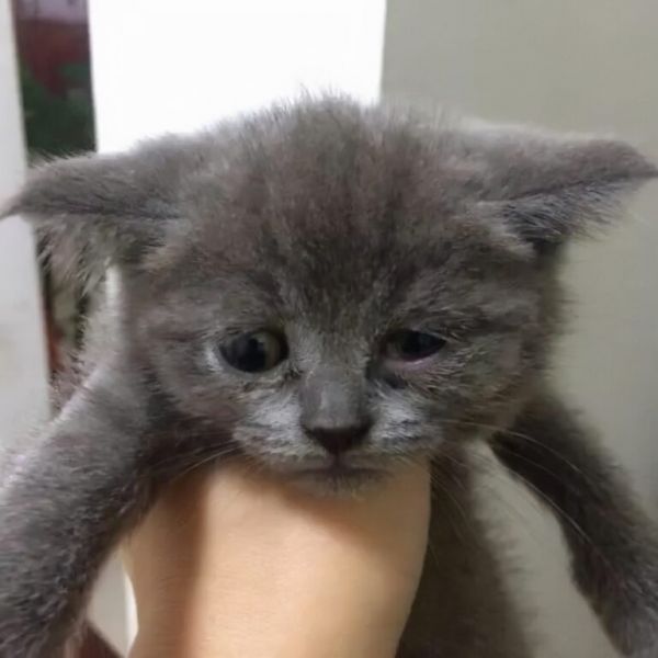 猫咪有这 6 种症状，请立马“驱虫”