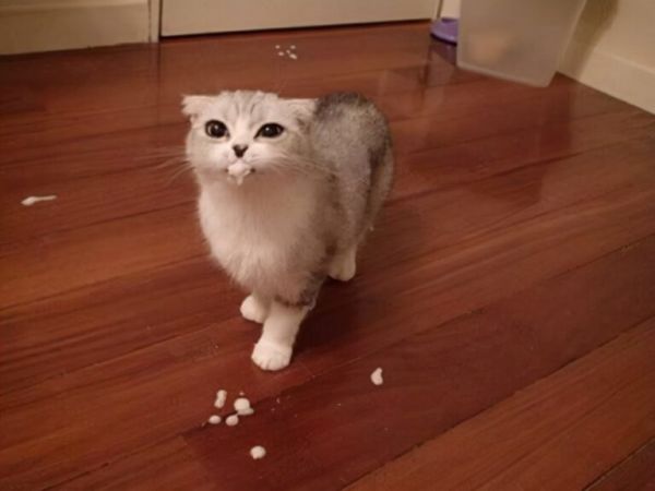 猫咪有这 6 种症状，请立马“驱虫”