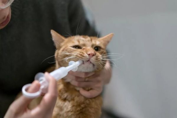 猫咪有这 6 种症状，请立马“驱虫”